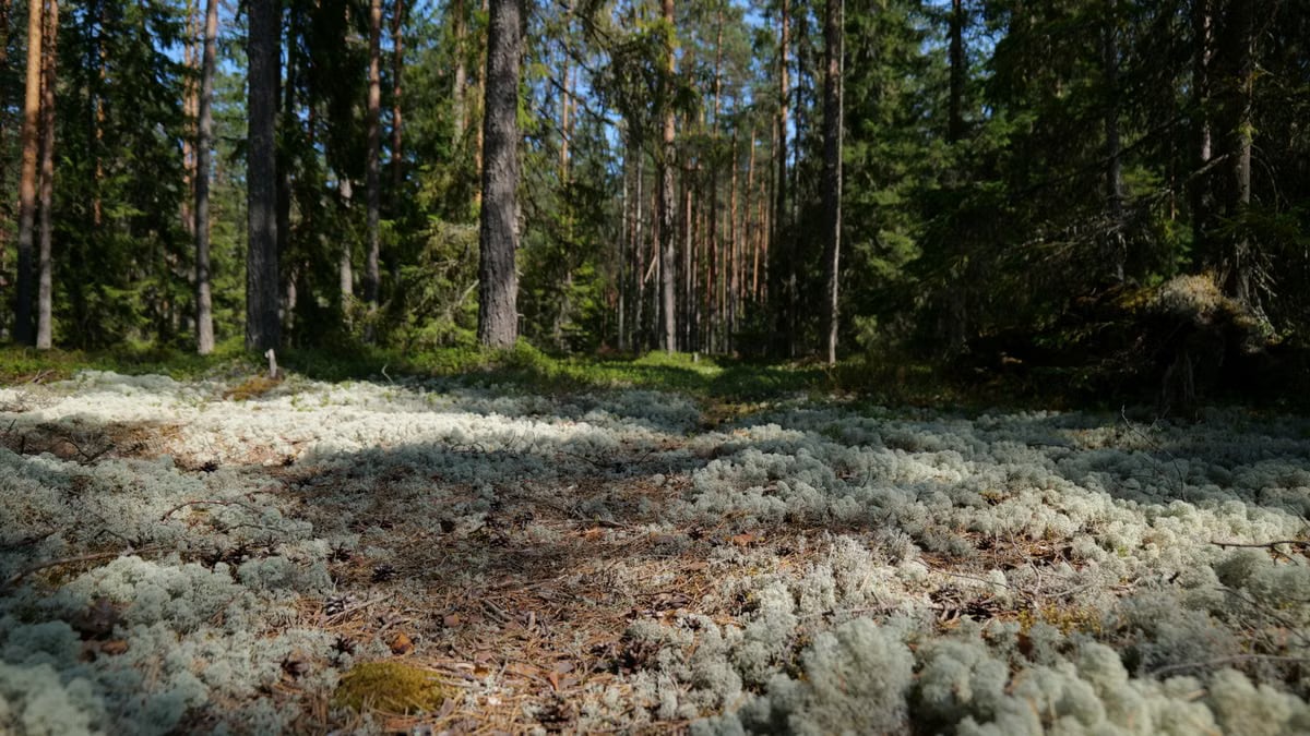 Explore a tranquil forest bathed in sunlight, with lush moss on the forest floor creating a serene atmosphere.
